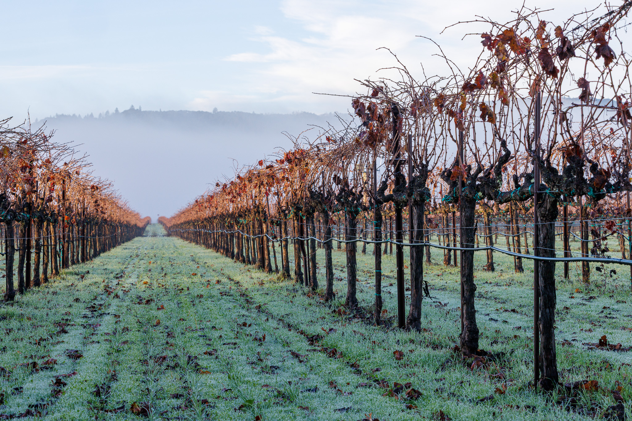 Spiring in the Vineyards