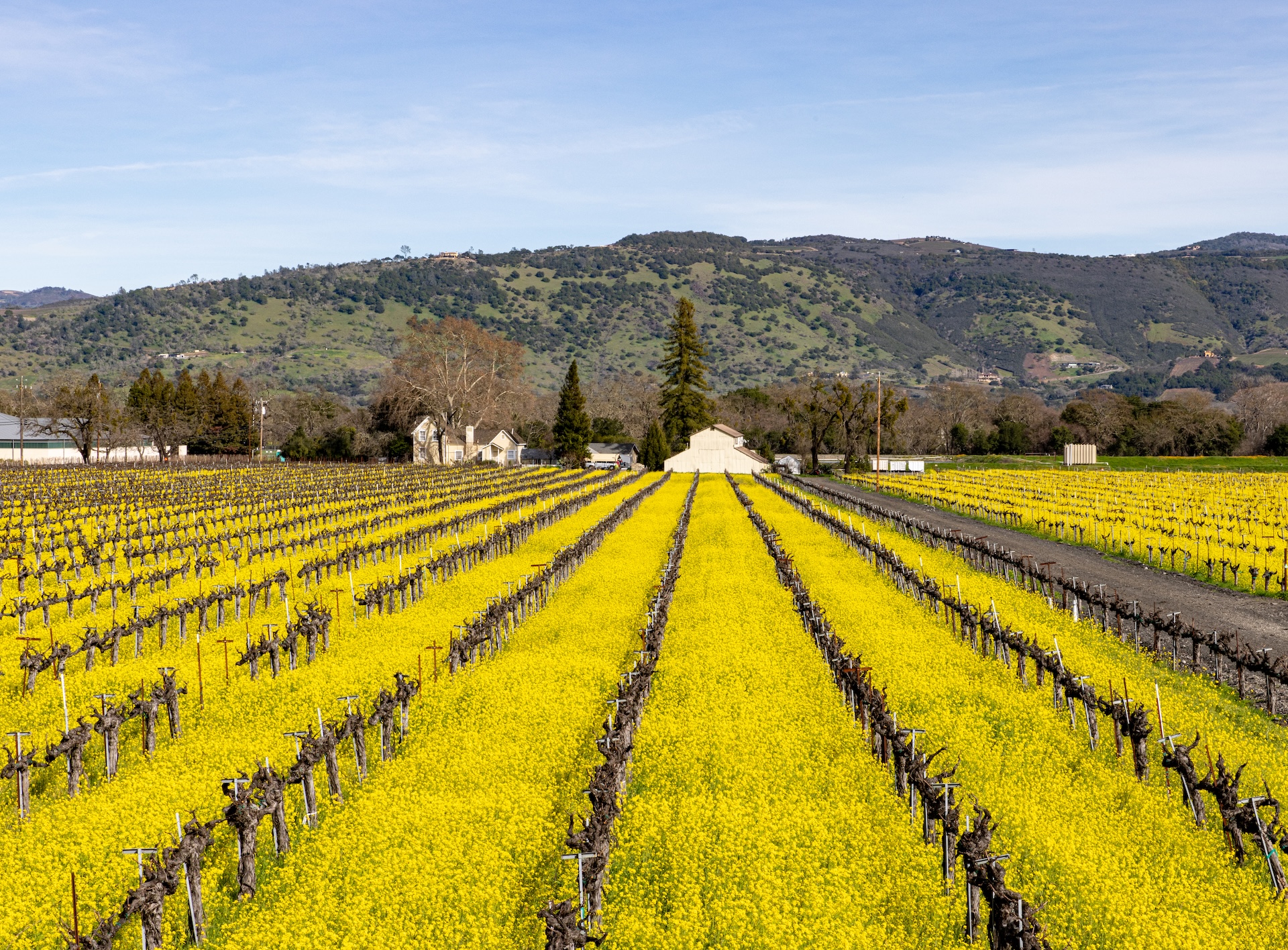Mustard Season