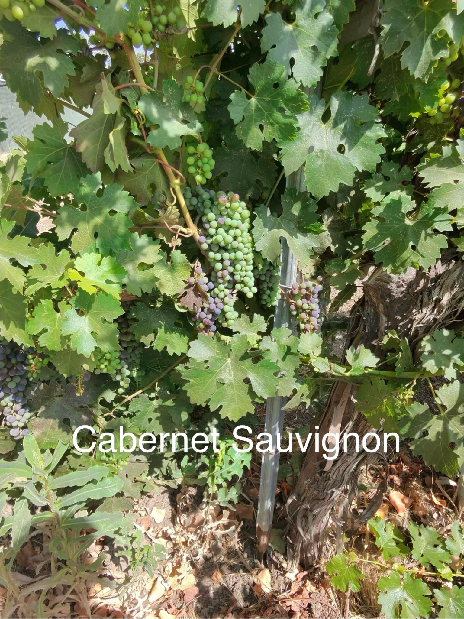 Verasion